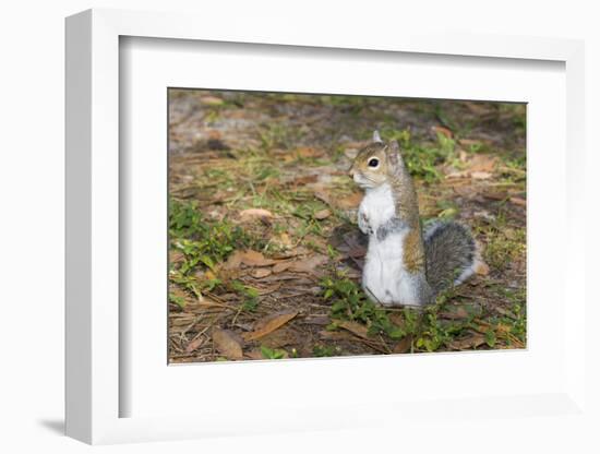 Eastern Gray Squirrel-Lynn M^ Stone-Framed Photographic Print