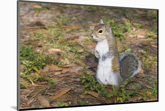 Eastern Gray Squirrel-Lynn M^ Stone-Mounted Photographic Print