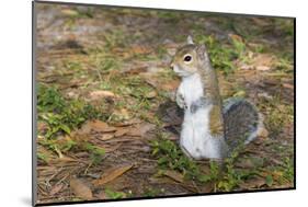 Eastern Gray Squirrel-Lynn M^ Stone-Mounted Photographic Print