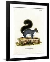 Eastern Gray Squirrel-null-Framed Giclee Print