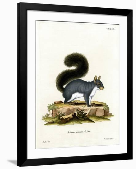 Eastern Gray Squirrel-null-Framed Giclee Print