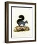 Eastern Gray Squirrel-null-Framed Premium Giclee Print