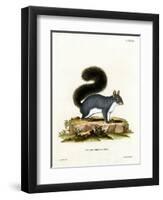 Eastern Gray Squirrel-null-Framed Premium Giclee Print