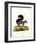 Eastern Gray Squirrel-null-Framed Premium Giclee Print