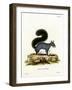 Eastern Gray Squirrel-null-Framed Giclee Print