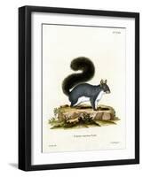 Eastern Gray Squirrel-null-Framed Giclee Print