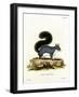 Eastern Gray Squirrel-null-Framed Giclee Print