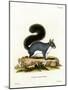 Eastern Gray Squirrel-null-Mounted Giclee Print