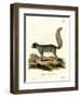 Eastern Gray Squirrel-null-Framed Giclee Print