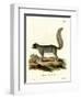 Eastern Gray Squirrel-null-Framed Giclee Print