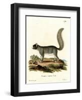 Eastern Gray Squirrel-null-Framed Premium Giclee Print