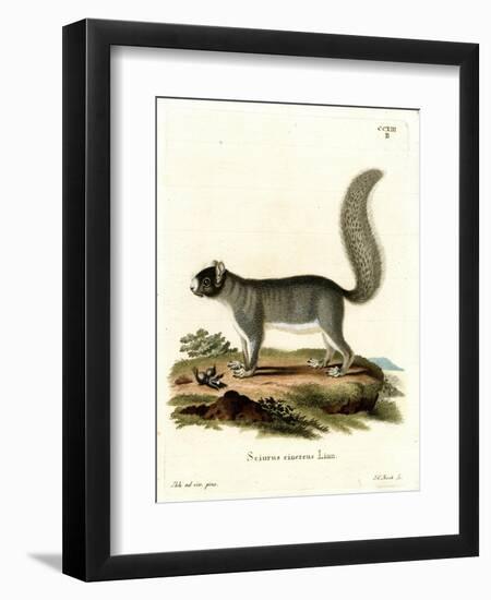 Eastern Gray Squirrel-null-Framed Premium Giclee Print