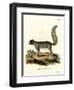 Eastern Gray Squirrel-null-Framed Premium Giclee Print
