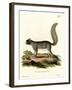 Eastern Gray Squirrel-null-Framed Giclee Print
