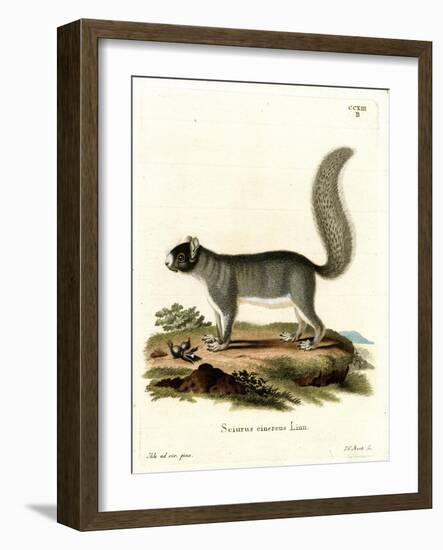 Eastern Gray Squirrel-null-Framed Giclee Print