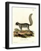 Eastern Gray Squirrel-null-Framed Giclee Print