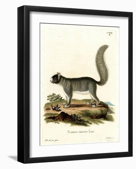 Eastern Gray Squirrel-null-Framed Giclee Print