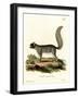 Eastern Gray Squirrel-null-Framed Giclee Print