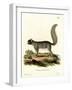 Eastern Gray Squirrel-null-Framed Giclee Print