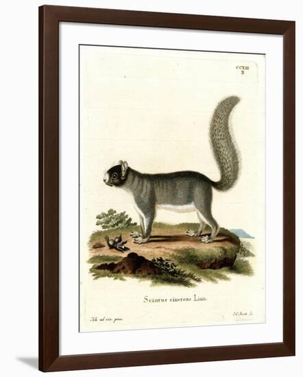 Eastern Gray Squirrel-null-Framed Giclee Print