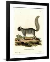 Eastern Gray Squirrel-null-Framed Giclee Print