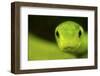 Eastern Green Mamba (Dendroaspis Angusticeps) Head Portrait, Captive, From East Africa-Edwin Giesbers-Framed Photographic Print