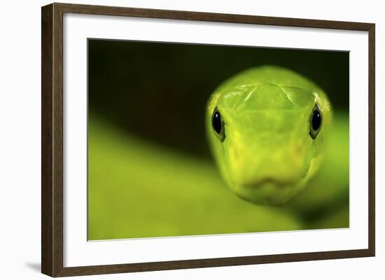 Eastern Green Mamba (Dendroaspis Angusticeps) Head Portrait, Captive, From East Africa-Edwin Giesbers-Framed Photographic Print