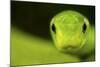 Eastern Green Mamba (Dendroaspis Angusticeps) Head Portrait, Captive, From East Africa-Edwin Giesbers-Mounted Photographic Print