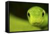 Eastern Green Mamba (Dendroaspis Angusticeps) Head Portrait, Captive, From East Africa-Edwin Giesbers-Framed Stretched Canvas