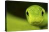 Eastern Green Mamba (Dendroaspis Angusticeps) Head Portrait, Captive, From East Africa-Edwin Giesbers-Stretched Canvas