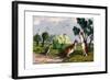 Eastern Grey Kangaroo, 1860-null-Framed Giclee Print