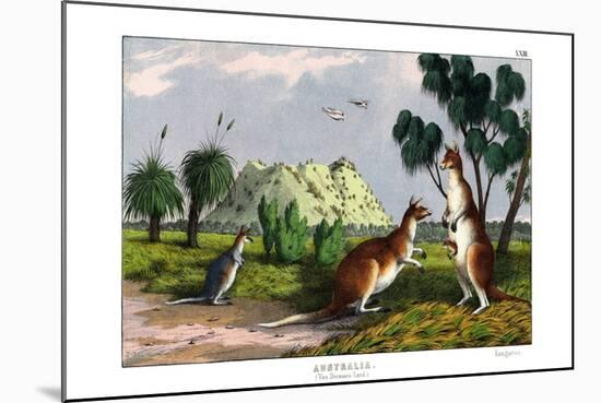 Eastern Grey Kangaroo, 1860-null-Mounted Giclee Print