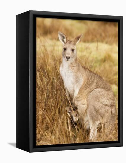 Eastern Grey Kangaroo and Joey, Kosciuszko National Park, New South Wales, Australia, Pacific-Jochen Schlenker-Framed Stretched Canvas