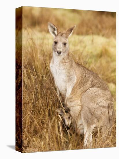 Eastern Grey Kangaroo and Joey, Kosciuszko National Park, New South Wales, Australia, Pacific-Jochen Schlenker-Stretched Canvas