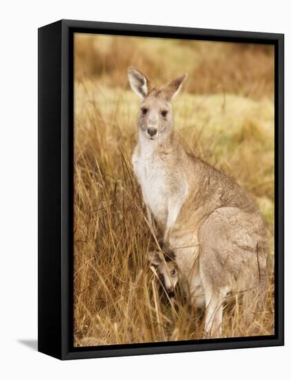 Eastern Grey Kangaroo and Joey, Kosciuszko National Park, New South Wales, Australia, Pacific-Jochen Schlenker-Framed Stretched Canvas
