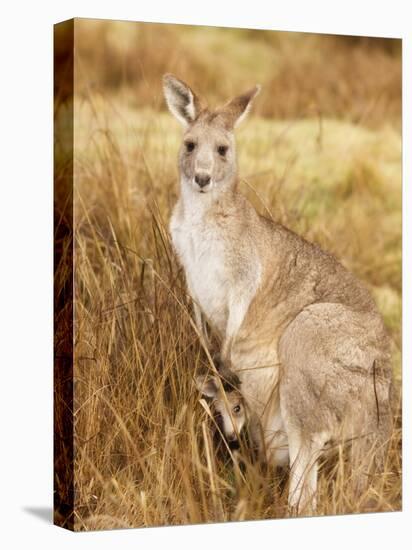 Eastern Grey Kangaroo and Joey, Kosciuszko National Park, New South Wales, Australia, Pacific-Jochen Schlenker-Stretched Canvas