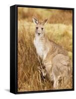 Eastern Grey Kangaroo and Joey, Kosciuszko National Park, New South Wales, Australia, Pacific-Jochen Schlenker-Framed Stretched Canvas