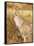 Eastern Grey Kangaroo and Joey, Kosciuszko National Park, New South Wales, Australia, Pacific-Jochen Schlenker-Framed Stretched Canvas