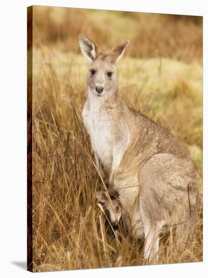 Eastern Grey Kangaroo and Joey, Kosciuszko National Park, New South Wales, Australia, Pacific-Jochen Schlenker-Stretched Canvas