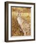 Eastern Grey Kangaroo and Joey, Kosciuszko National Park, New South Wales, Australia, Pacific-Jochen Schlenker-Framed Premium Photographic Print