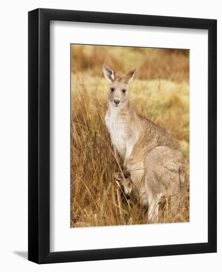 Eastern Grey Kangaroo and Joey, Kosciuszko National Park, New South Wales, Australia, Pacific-Jochen Schlenker-Framed Premium Photographic Print