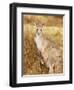 Eastern Grey Kangaroo and Joey, Kosciuszko National Park, New South Wales, Australia, Pacific-Jochen Schlenker-Framed Premium Photographic Print