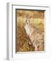 Eastern Grey Kangaroo and Joey, Kosciuszko National Park, New South Wales, Australia, Pacific-Jochen Schlenker-Framed Premium Photographic Print