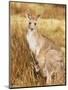 Eastern Grey Kangaroo and Joey, Kosciuszko National Park, New South Wales, Australia, Pacific-Jochen Schlenker-Mounted Premium Photographic Print