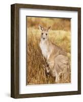 Eastern Grey Kangaroo and Joey, Kosciuszko National Park, New South Wales, Australia, Pacific-Jochen Schlenker-Framed Photographic Print