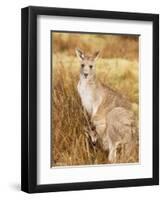 Eastern Grey Kangaroo and Joey, Kosciuszko National Park, New South Wales, Australia, Pacific-Jochen Schlenker-Framed Photographic Print