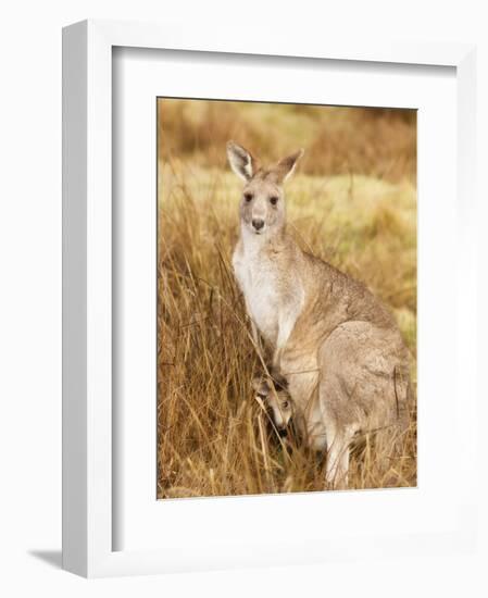 Eastern Grey Kangaroo and Joey, Kosciuszko National Park, New South Wales, Australia, Pacific-Jochen Schlenker-Framed Photographic Print