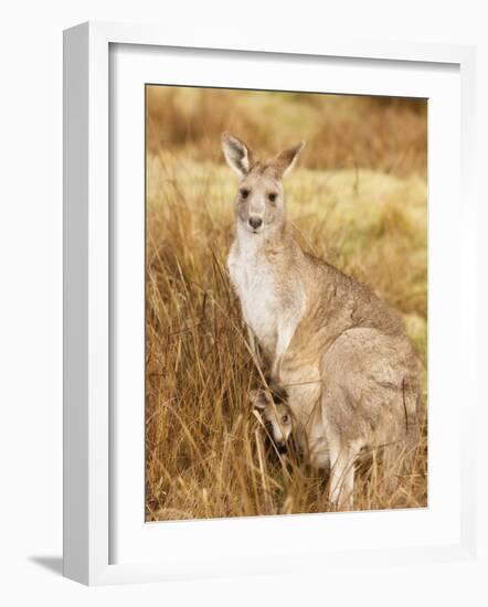 Eastern Grey Kangaroo and Joey, Kosciuszko National Park, New South Wales, Australia, Pacific-Jochen Schlenker-Framed Photographic Print