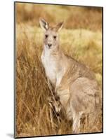 Eastern Grey Kangaroo and Joey, Kosciuszko National Park, New South Wales, Australia, Pacific-Jochen Schlenker-Mounted Photographic Print