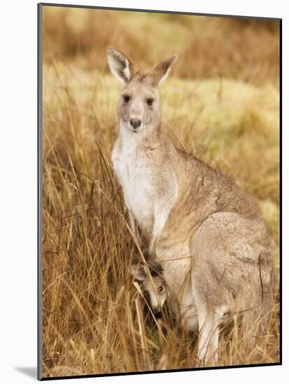 Eastern Grey Kangaroo and Joey, Kosciuszko National Park, New South Wales, Australia, Pacific-Jochen Schlenker-Mounted Photographic Print